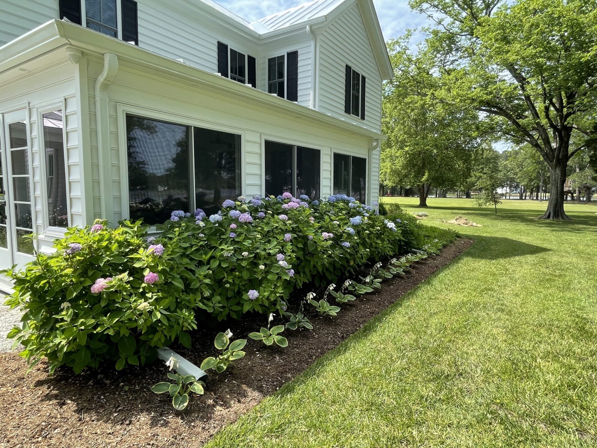 White house with black shutters, surrounded by lush hydrangea bushes and neatly trimmed lawn, under a clear sky and tall trees.