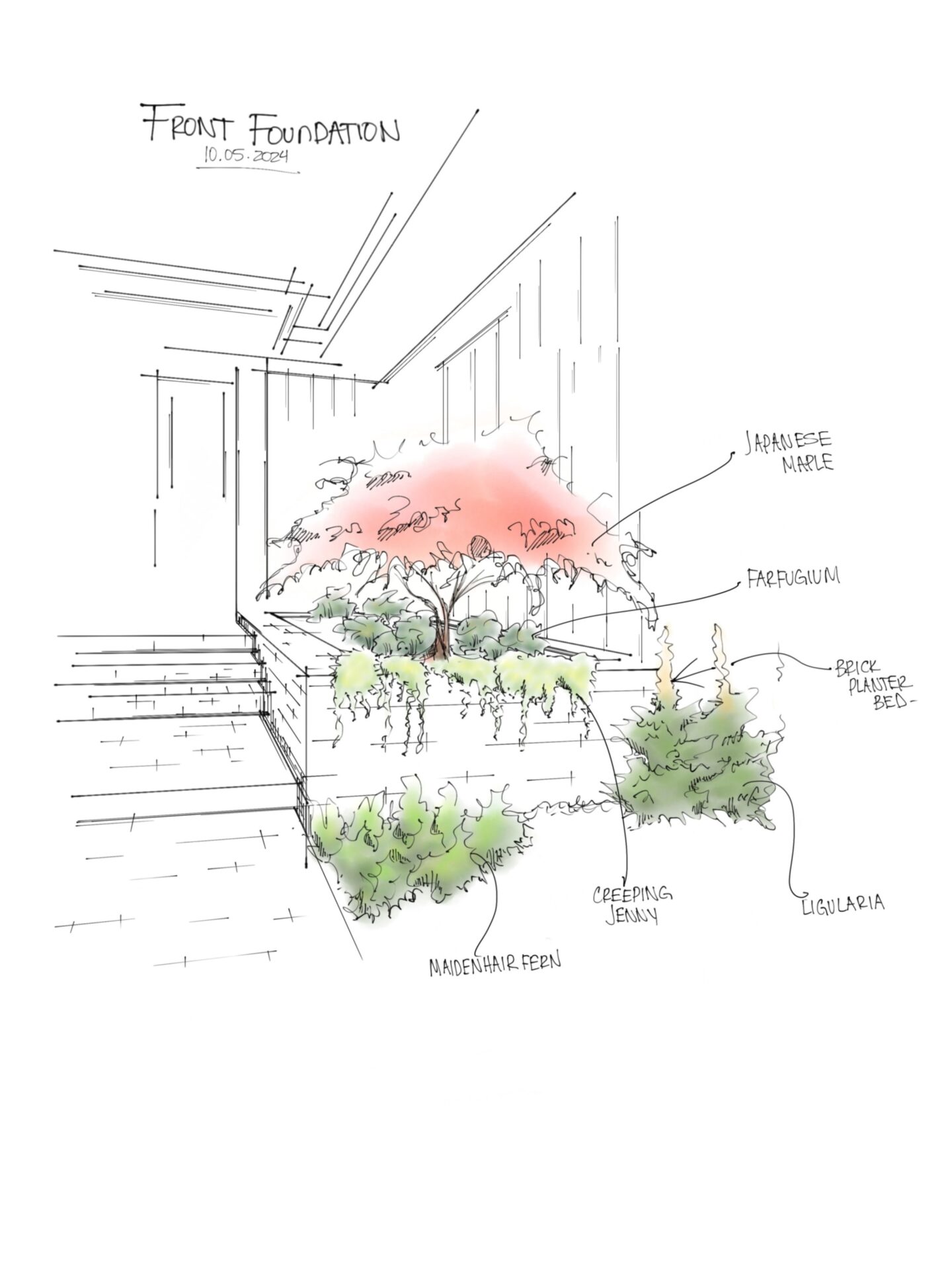 A hand-drawn garden design featuring a Japanese Maple surrounded by Creeping Jenny, Ligularia, and Nandina, in a brick planter bed.