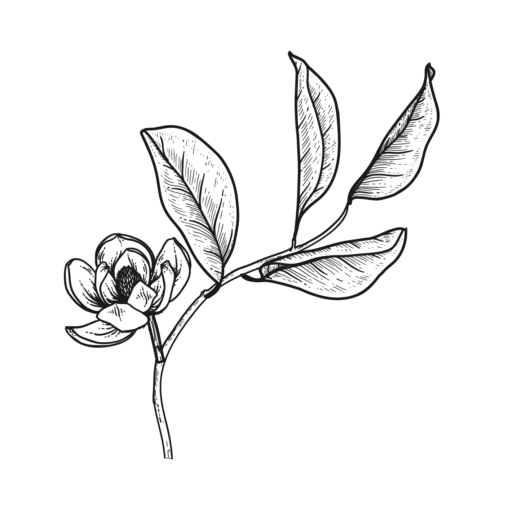 Illustration of a delicate flower with long leaves on a dark background, showcasing detailed line work and simple elegance.