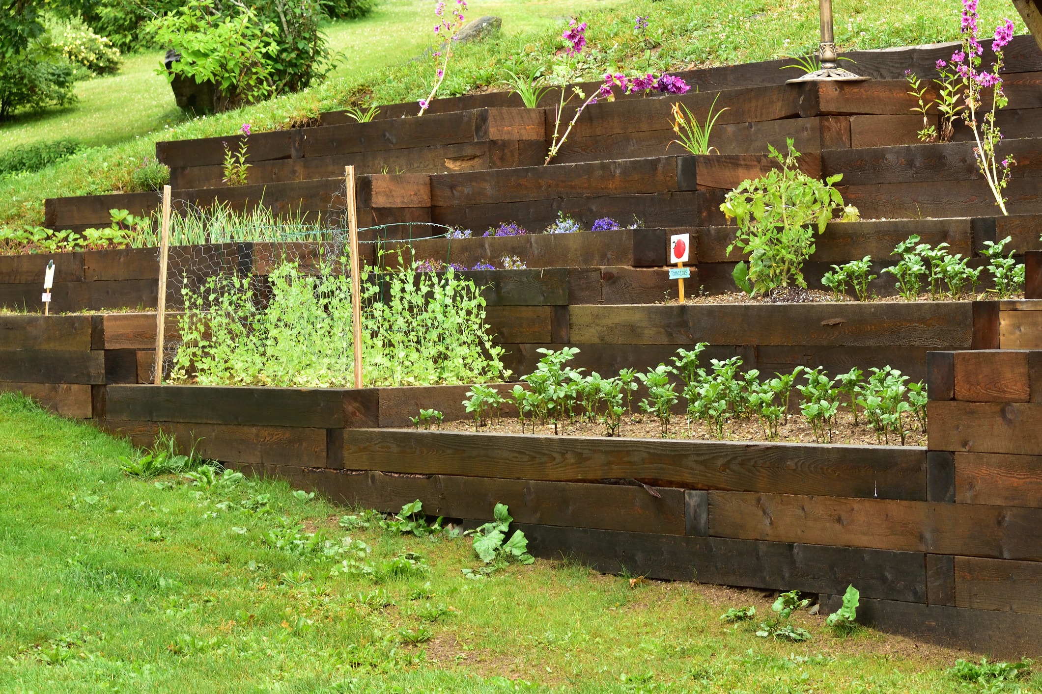 Terraced garden with wooden retaining walls, featuring various plants and flowers on a grassy hillside. Lush greenery and vibrant colors create a serene setting.