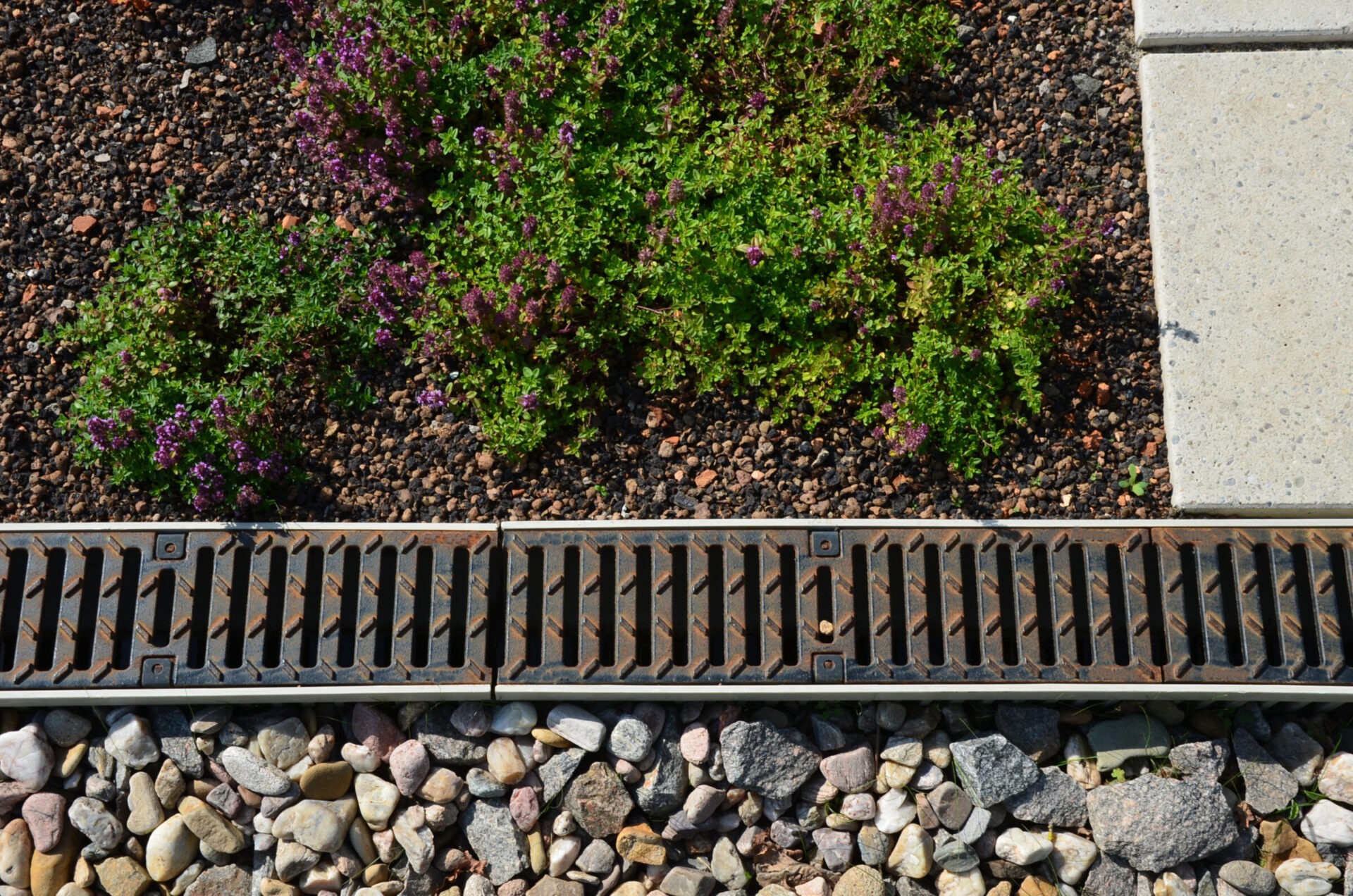 A garden area with purple flowers, a metal drainage grate, surrounded by stones and a concrete path. Natural and geometric elements combine.