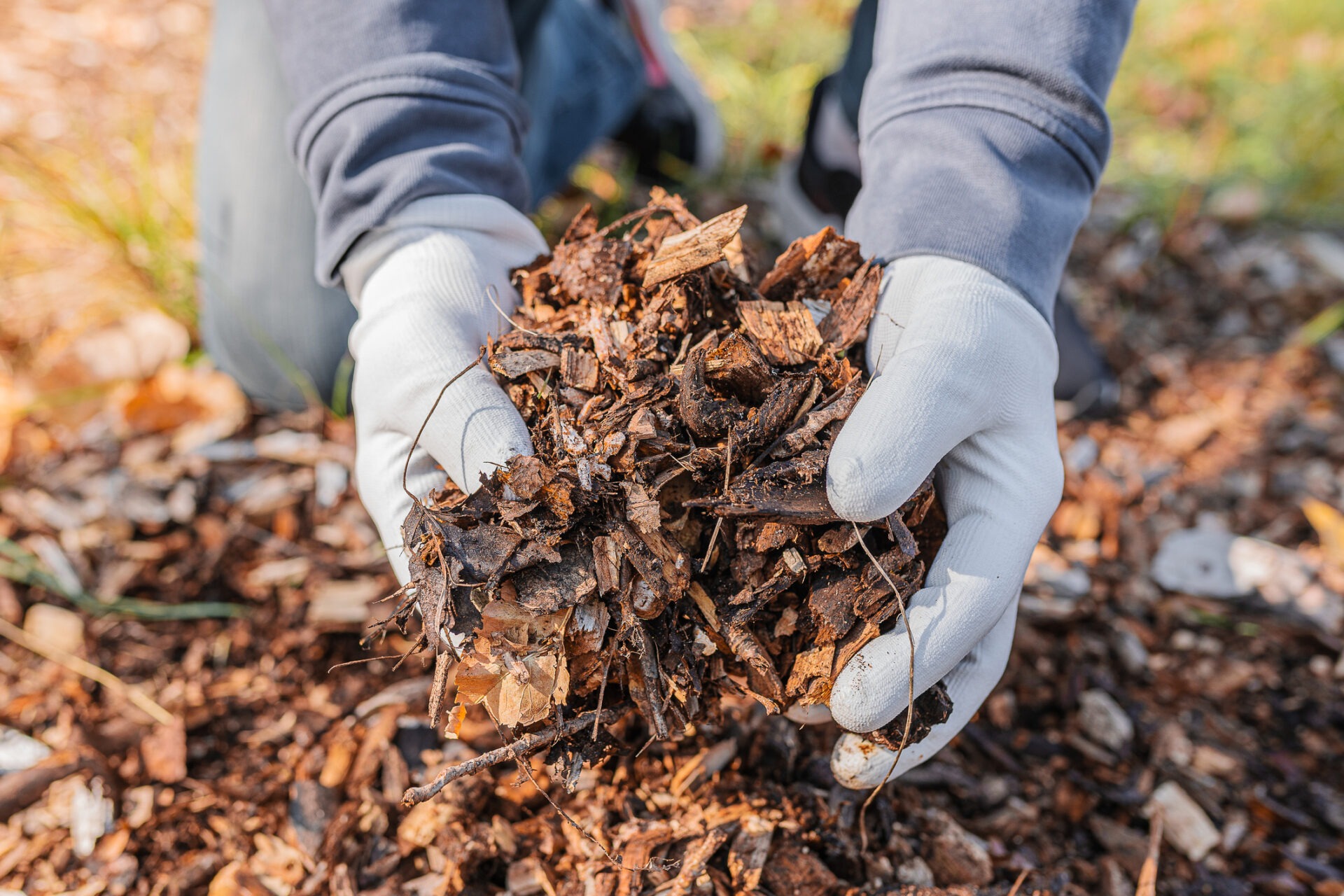 A person wearing gloves holds a handful of wood chips and mulch in an outdoor setting, with scattered wood particles on the ground.