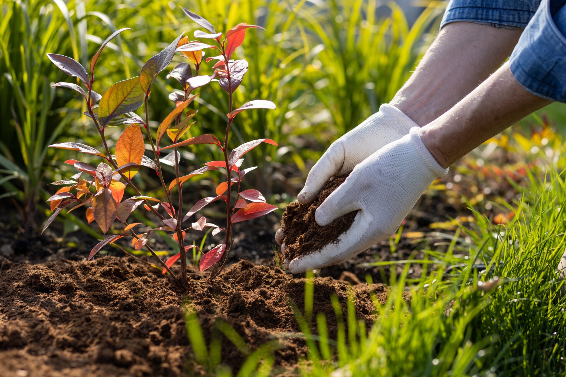 A person wearing gloves plants a small shrub with reddish leaves in a garden, surrounded by green grass and sunlight.