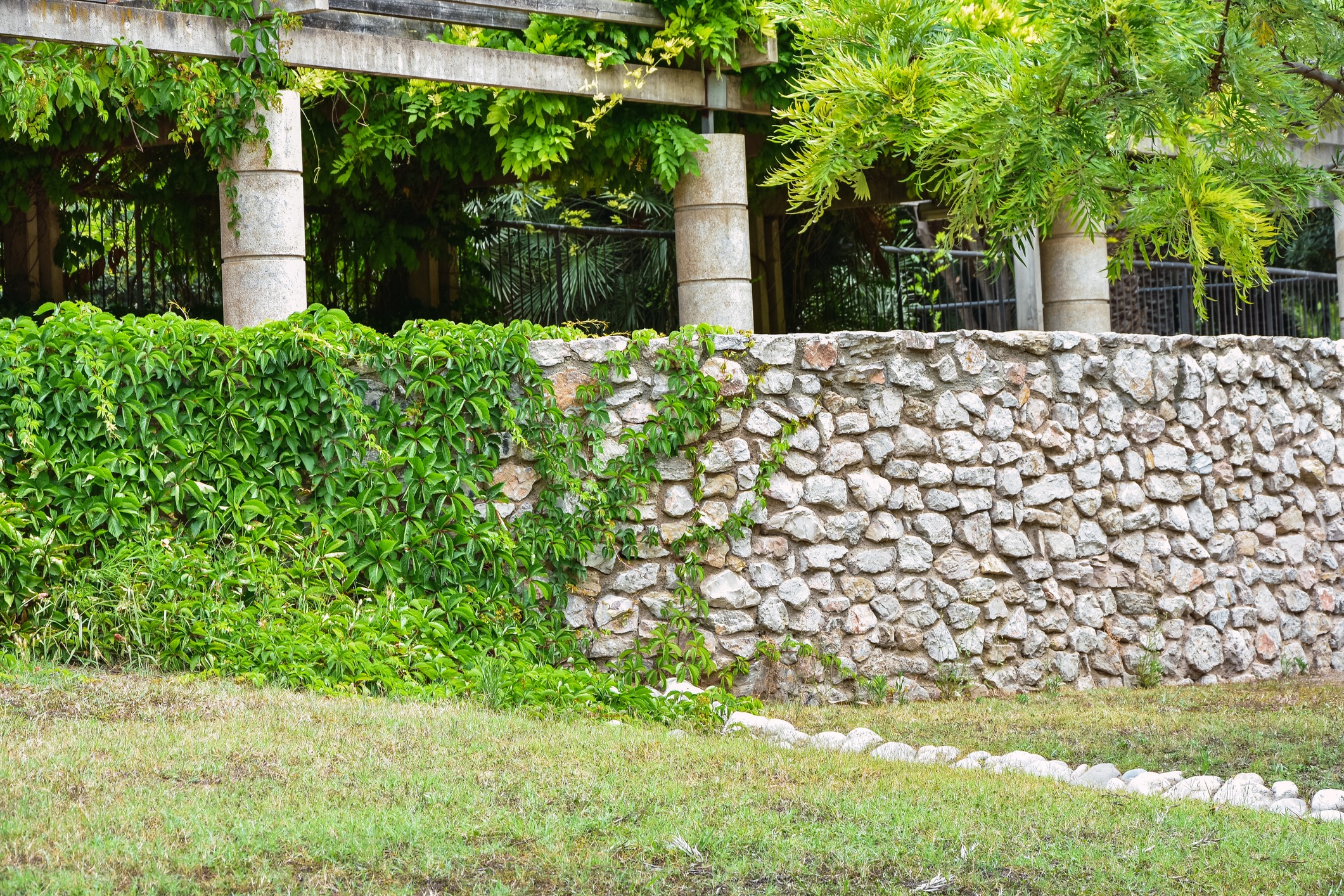 Vibrant green vines cover a stone wall beneath a pergola, surrounded by lush foliage and grass, creating a serene, natural setting.