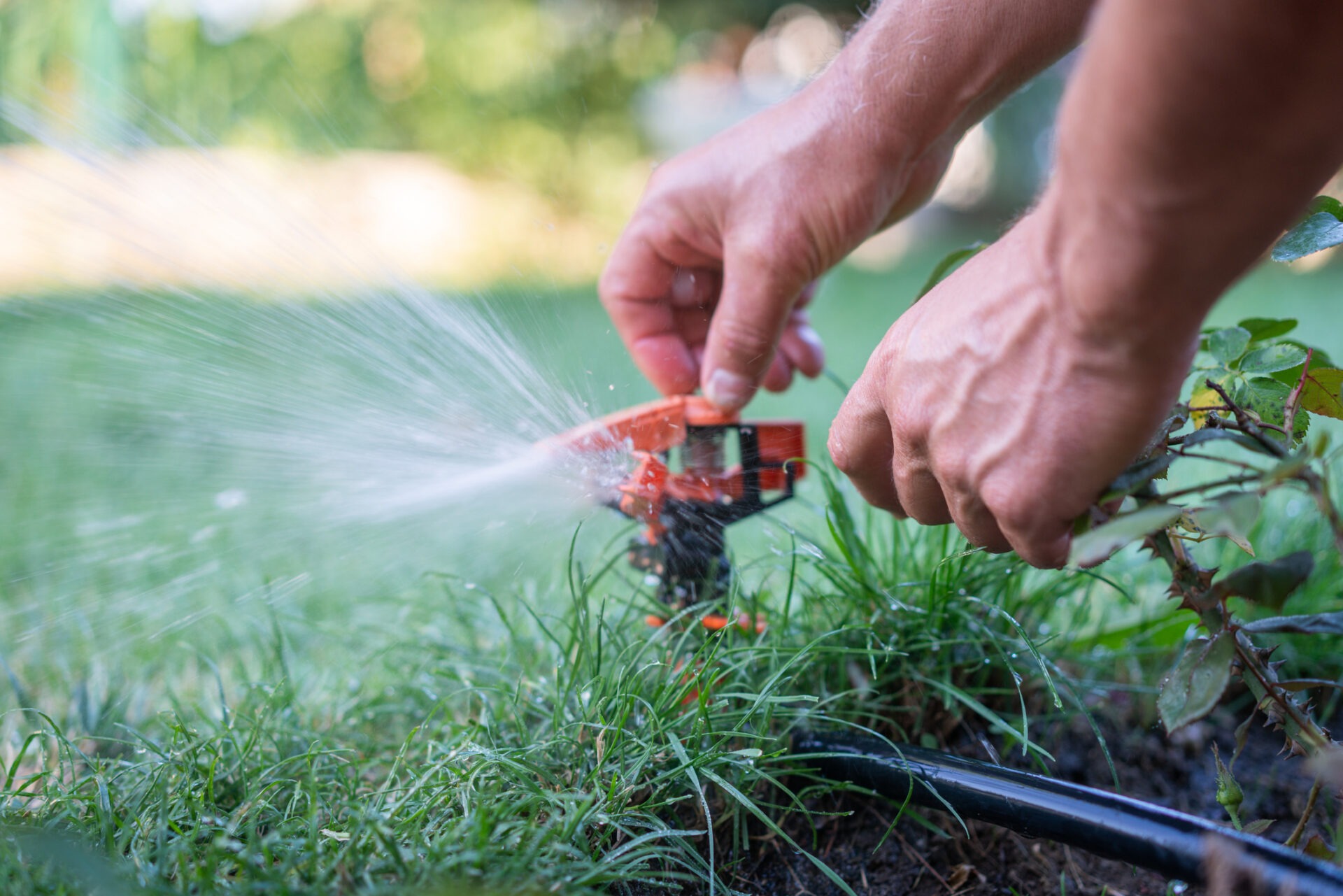 A person adjusts a garden sprinkler, watering green grass. The close-up captures water spraying, highlighting hands and part of a plant in sunlight.