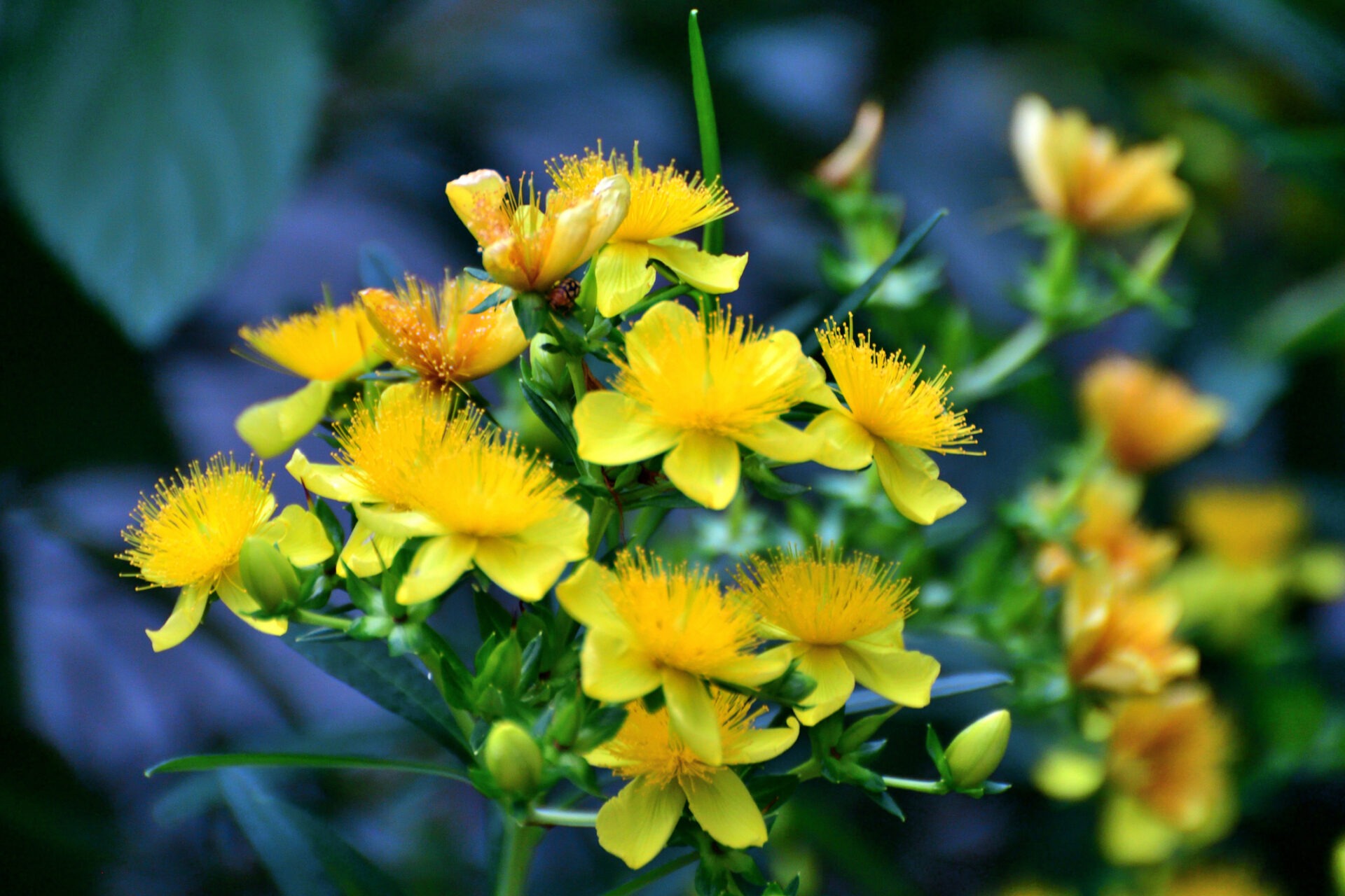 Yellow St. John's Wort flowers bloom vibrantly against a dark, blurred background, showcasing vivid green stems and delicate petals in a lively natural setting.