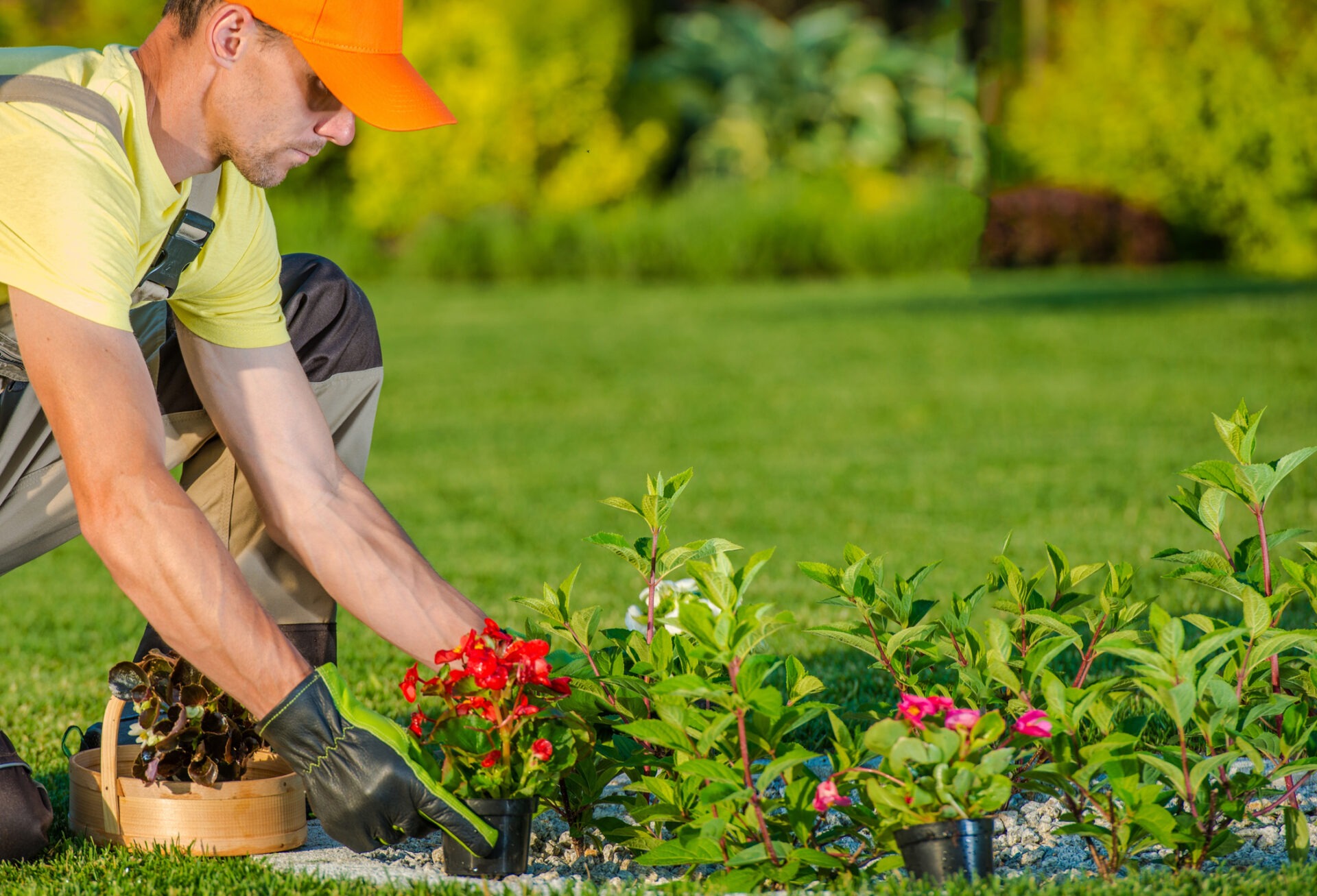 A person in an orange cap tends to colorful flowers in a garden, surrounded by greenery and bright sunlight.