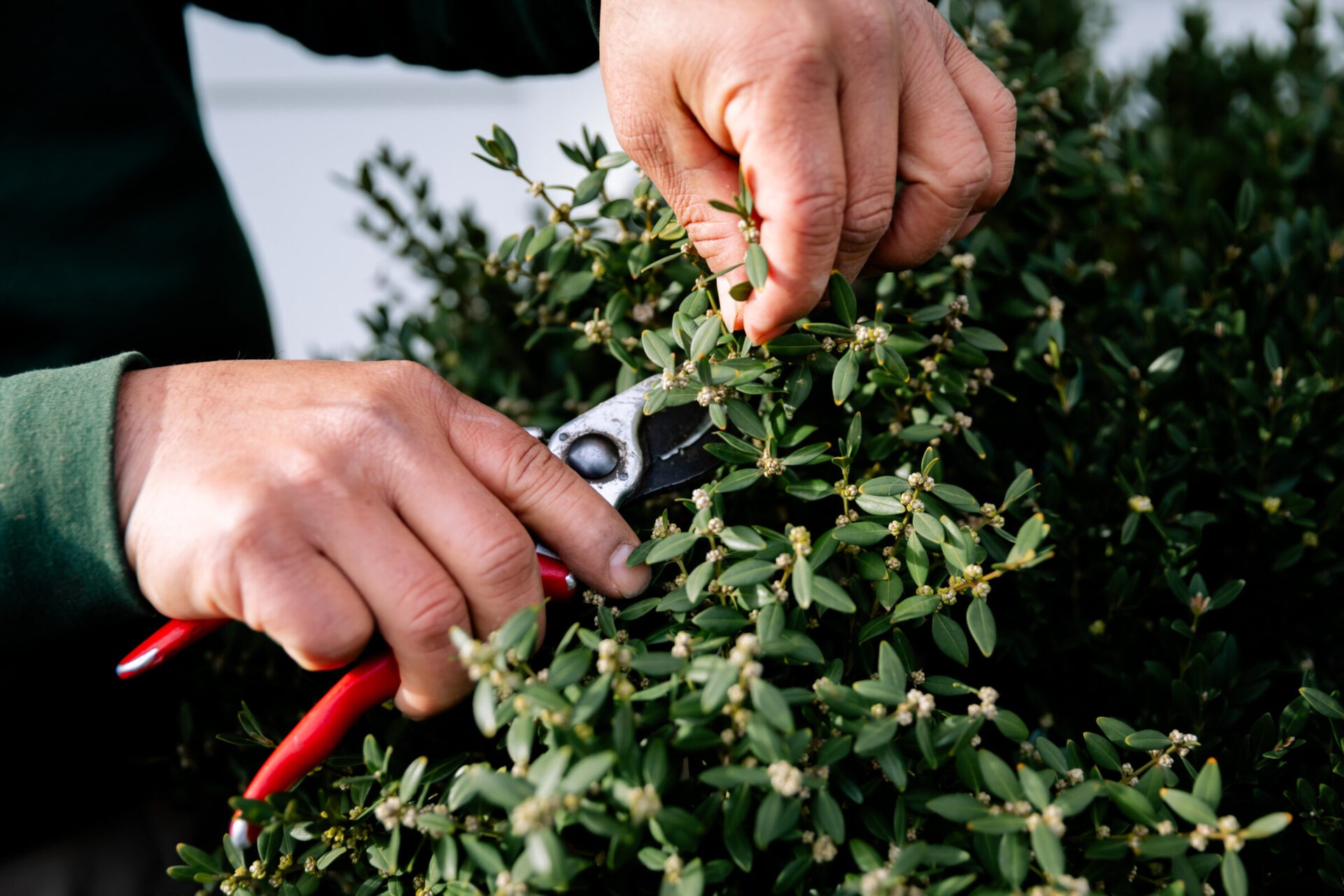 A person uses pruning shears to trim green foliage, focusing on the detailed care of a bush. Hands demonstrate precise gardening technique.