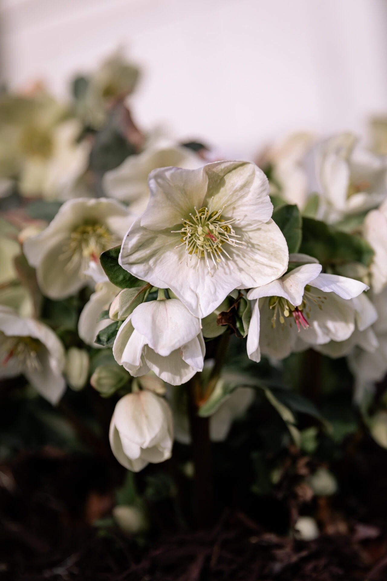 Close-up of white hellebore flowers with lush green leaves, displaying delicate petals and prominent stamens, set against a soft-focus background.