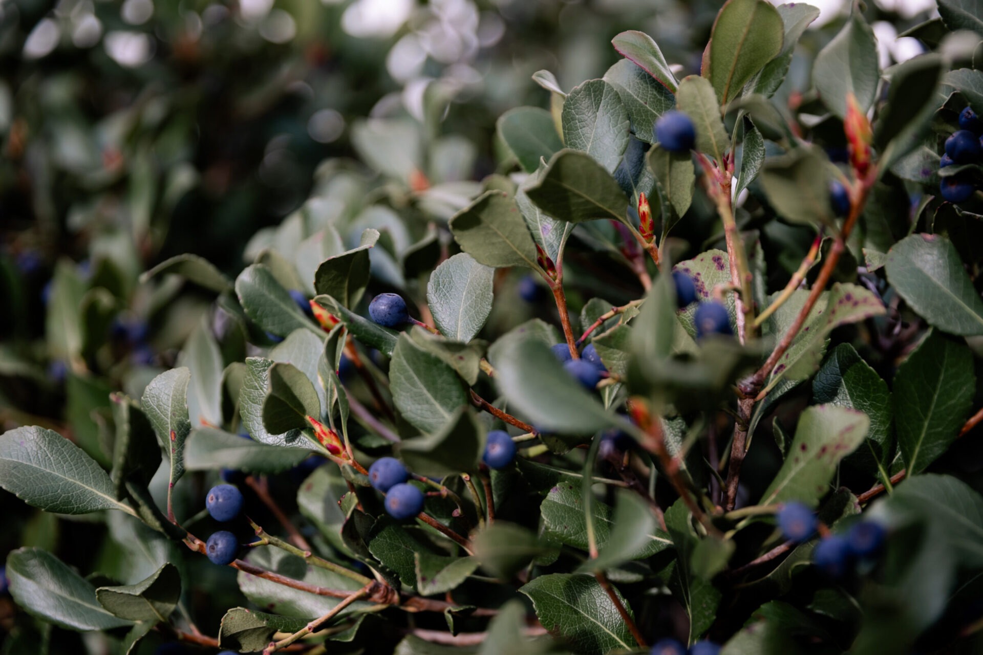 Close-up of dense green foliage with small dark blue berries scattered throughout, creating a lush, natural texture and vibrant interplay of colors.