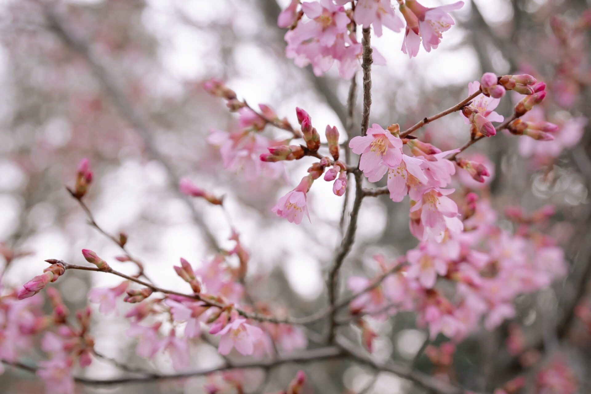 Close-up of blossoming cherry blossoms with pink petals and buds on tree branches. Soft, blurred background creates a serene, dreamy atmosphere.