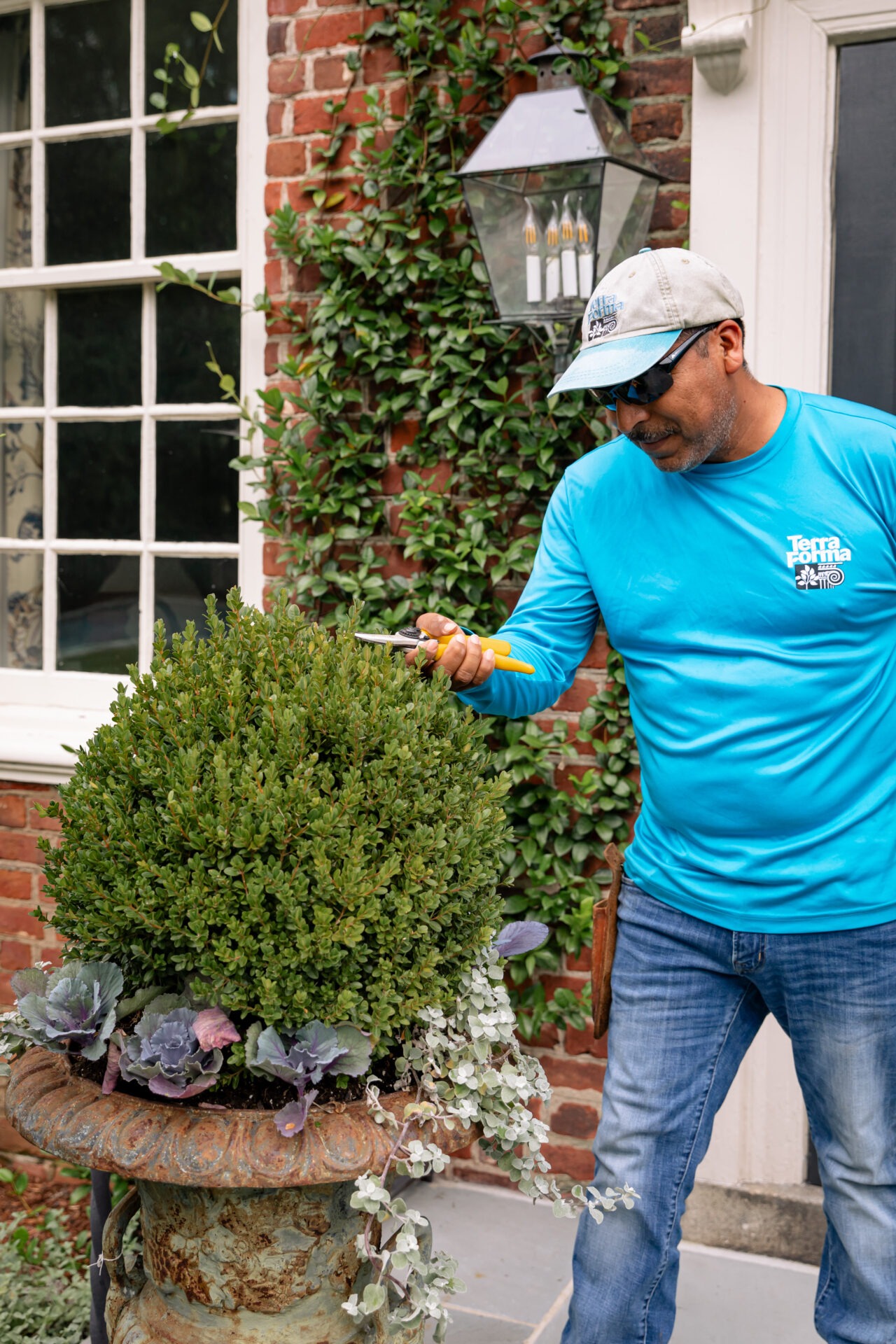 A person in a blue shirt trims a shrub outside a brick building with a window and lantern, surrounded by climbing ivy.