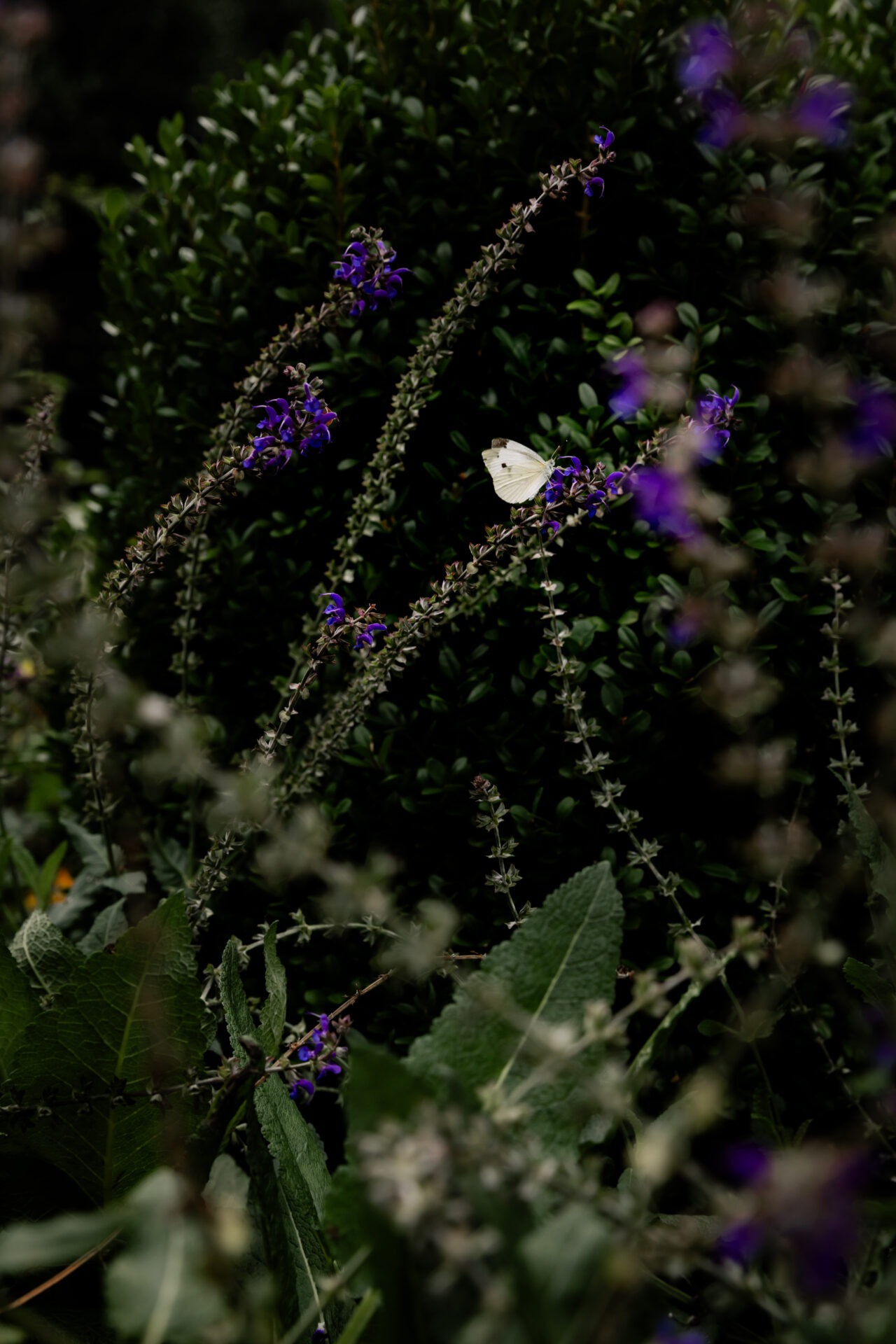 A delicate white butterfly perched on vibrant purple flowers amidst lush green foliage, creating a serene and natural garden scene.