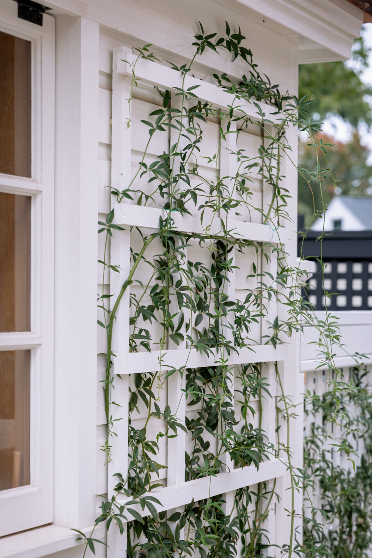 White trellis attached to a house exterior with green climbing vines. A window is visible, and there’s a black fence in the background.