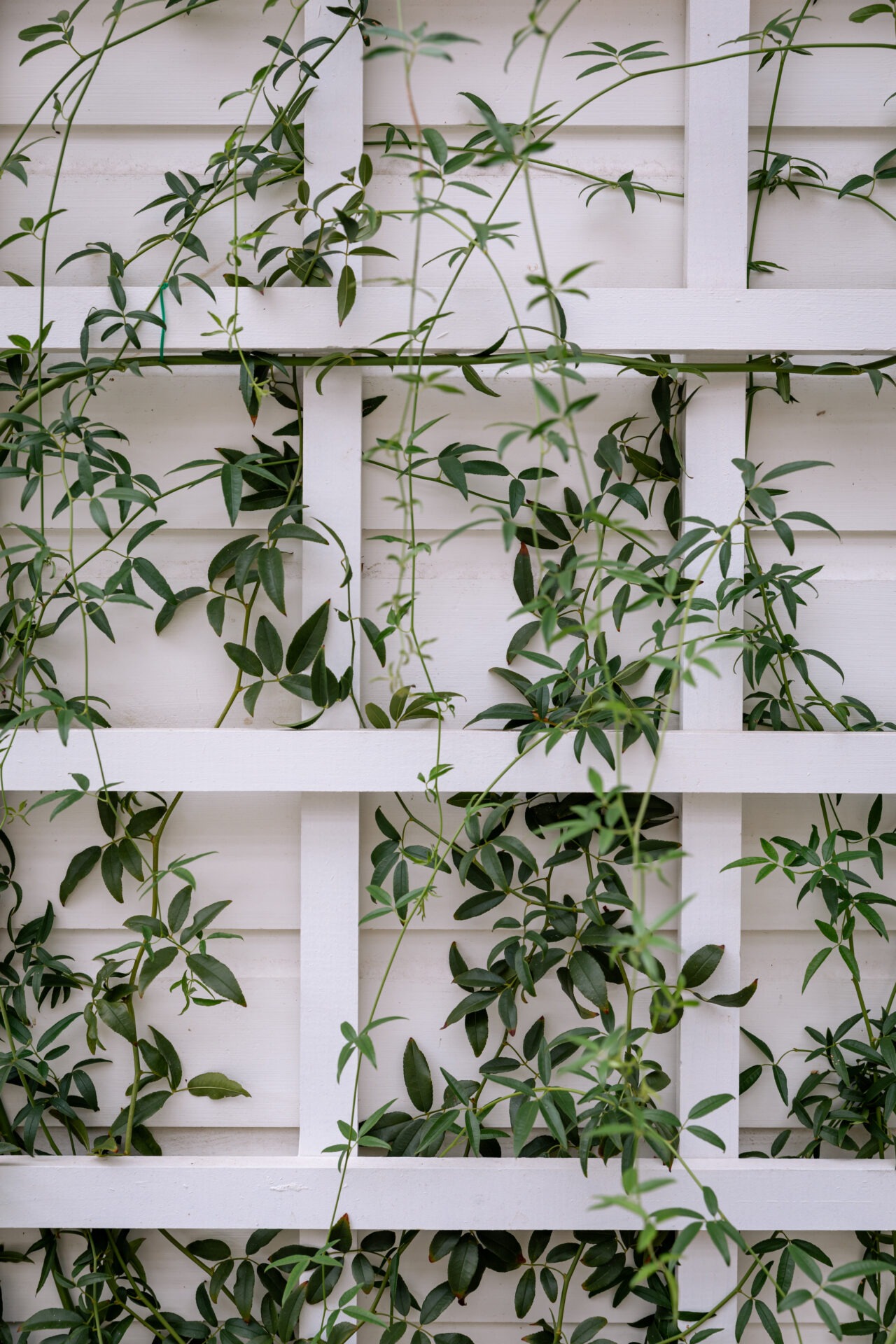 A white trellis with green vines climbing through a crisscross pattern, displaying lush leaves against the simple, structured background.