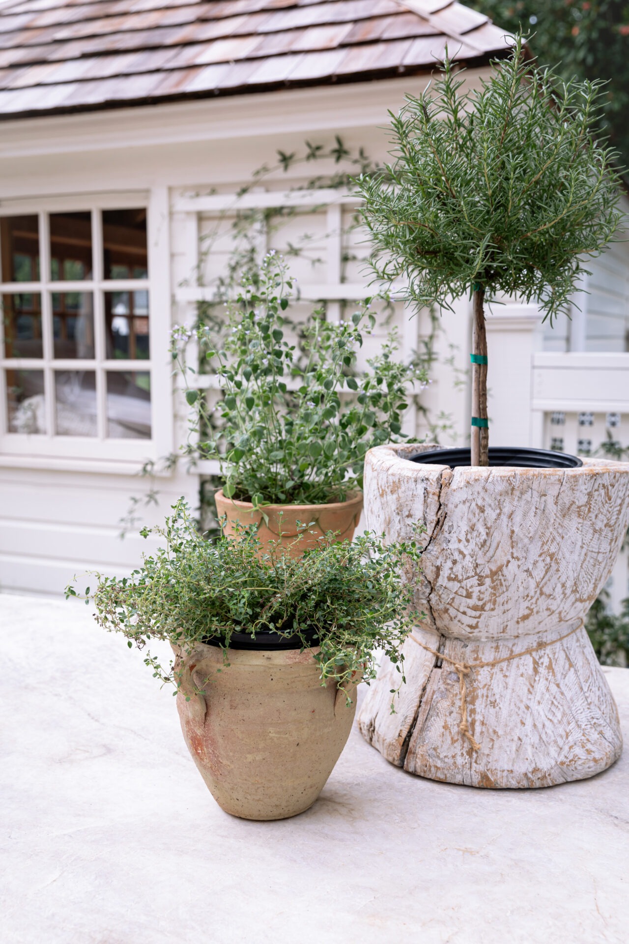 Three potted plants on a light stone surface outside a white, windowed building with a wooden shingle roof, creating a rustic garden ambiance.