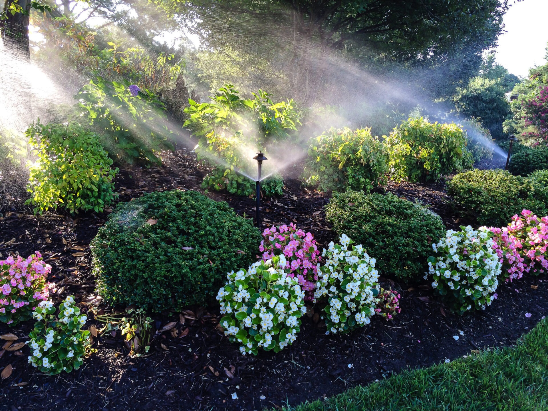 A vibrant garden with blooming flowers and shrubs, highlighted by sunlight, is being watered by sprinklers under a clear sky.