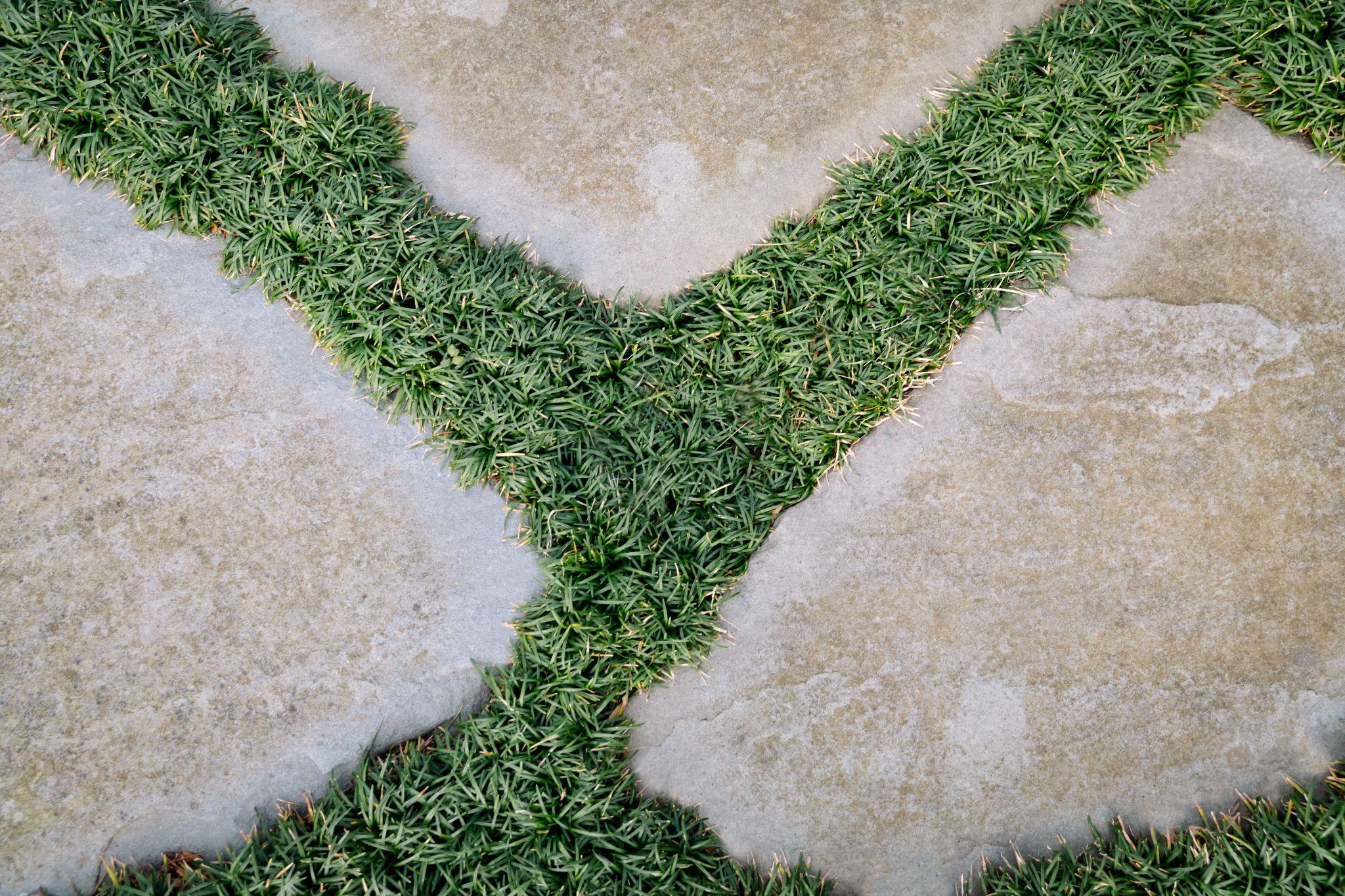Close up of stone walkway with grass growing between evenly spaced pavers
