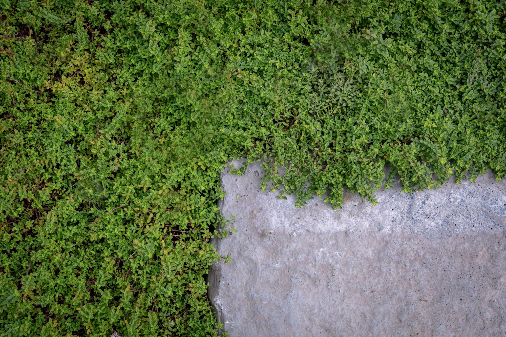 Ground cover plants growing along the edge of a stone walkway in a residential landscape