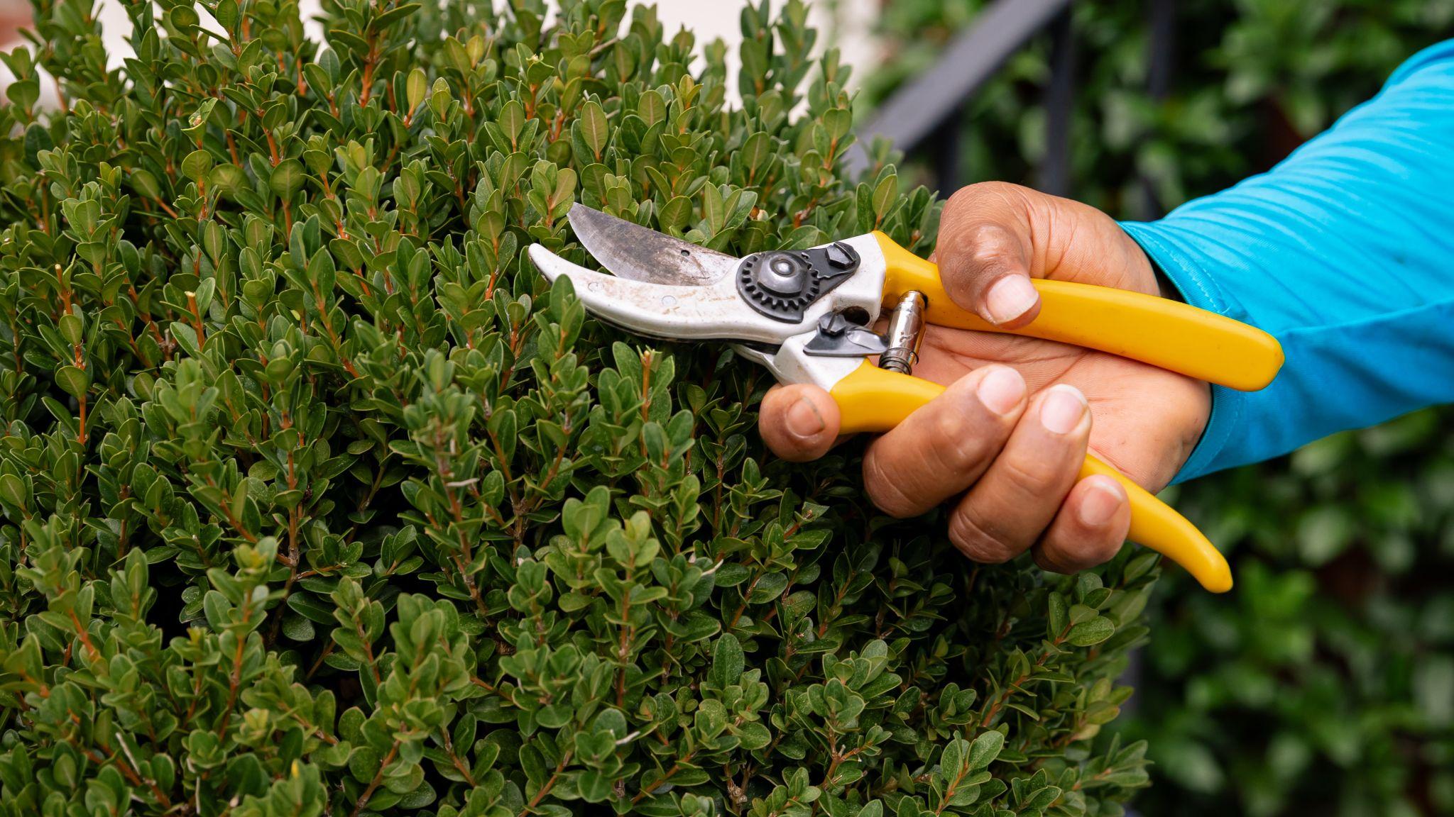 Hand pruning a neatly trimmed evergreen shrub in a residential landscape