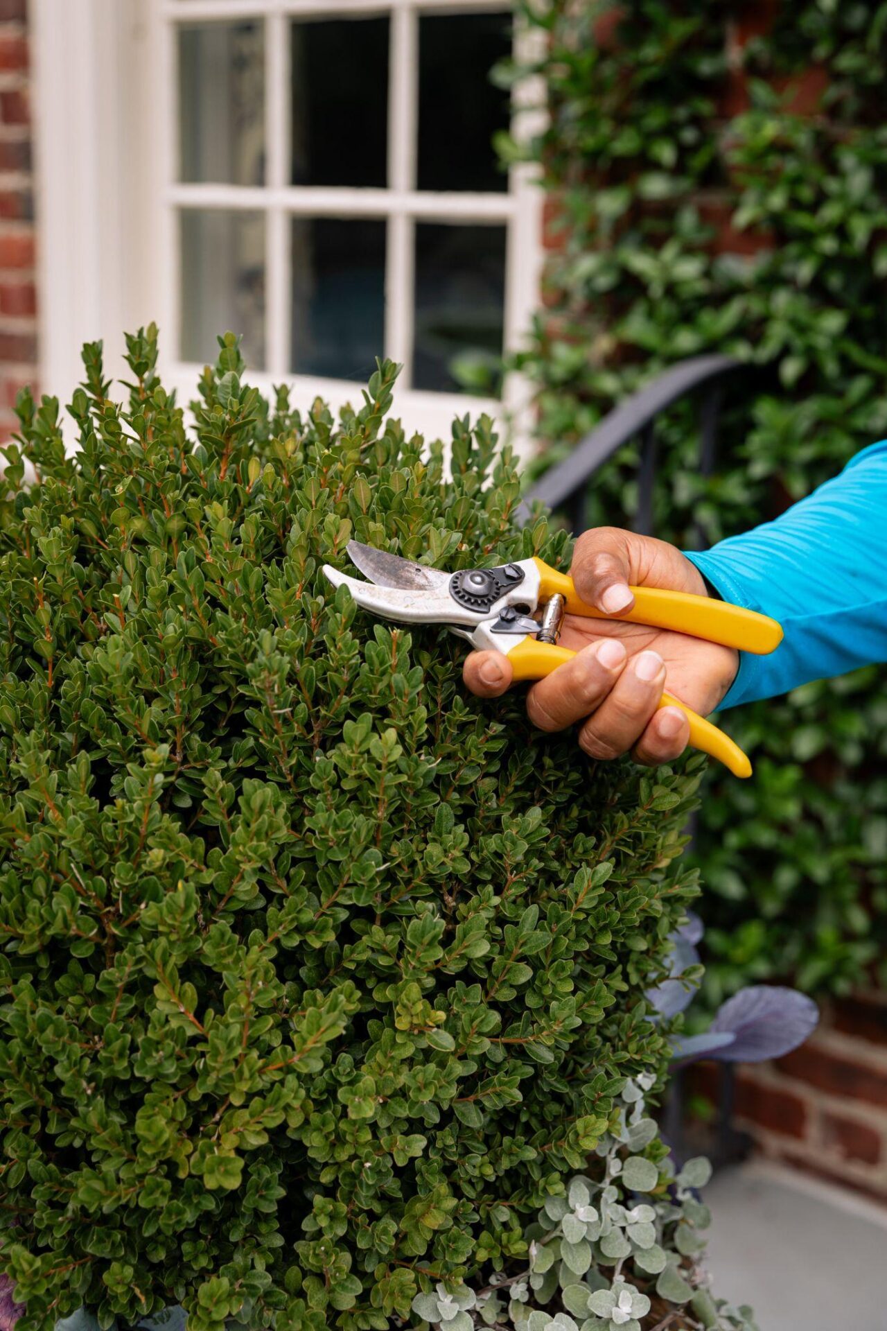 Hand trimming a boxwood shrub with pruning shears.